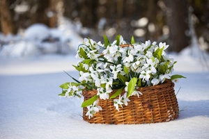 Двенадцать месяцев