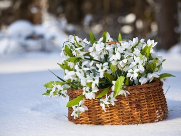 Двенадцать месяцев