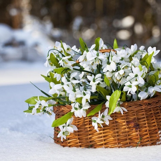 Двенадцать месяцев